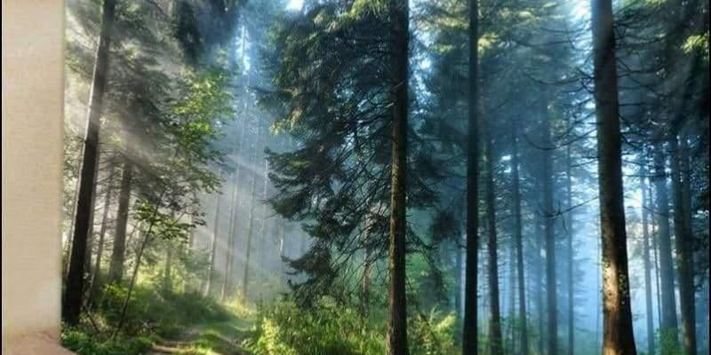 Schöner natürlicher Wald bedruckter großer Wandteppich günstig - plusminusco.com